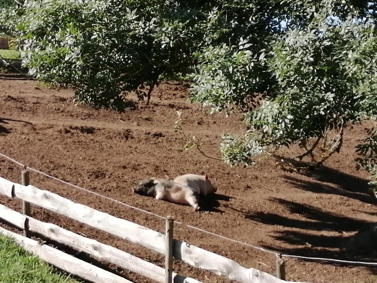 Urlaub An Der Grenze Διαμέρισμα Lauterbach  Εξωτερικό φωτογραφία